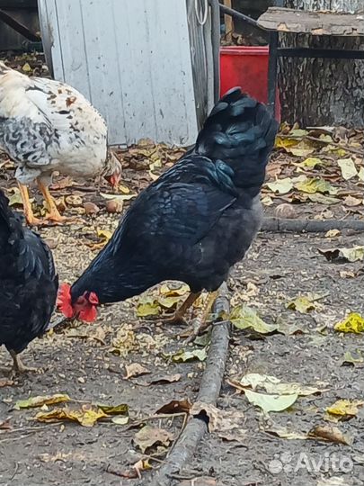 Молодые петушки