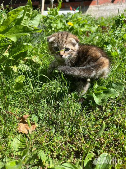 Шотландские вислоухие котята мраморные