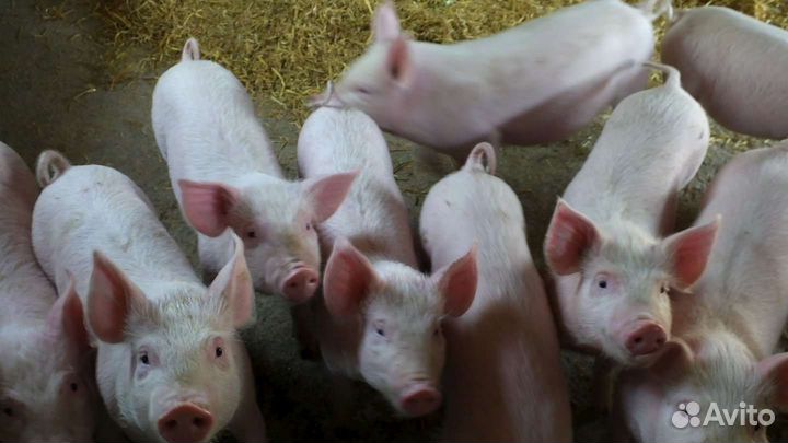 Поросята, 2 тёлки 5 месяцев