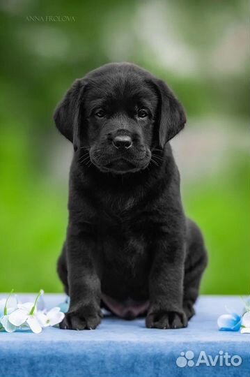 Шикарные черные щенки Лабрадора