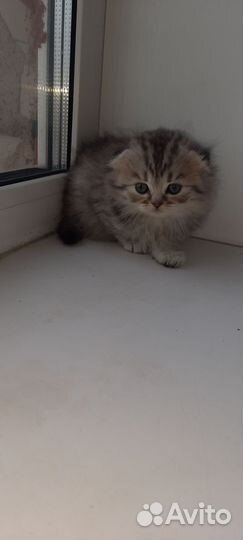 Шотландские котята