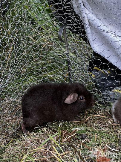 Морские свинки Американские тедди