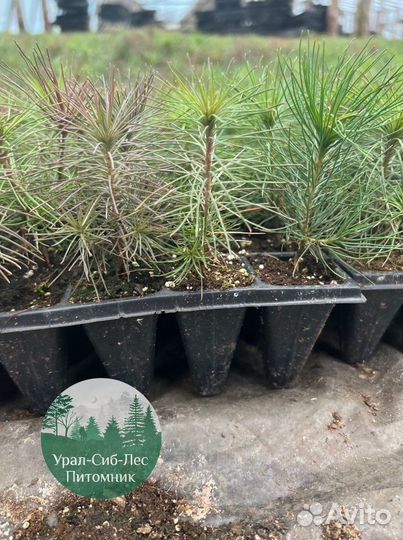 Зкс и окс Сосна Ель Лиственница сеянцы Голуб горн