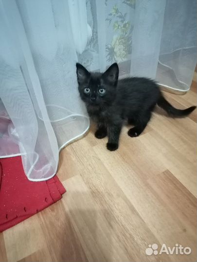 Котята