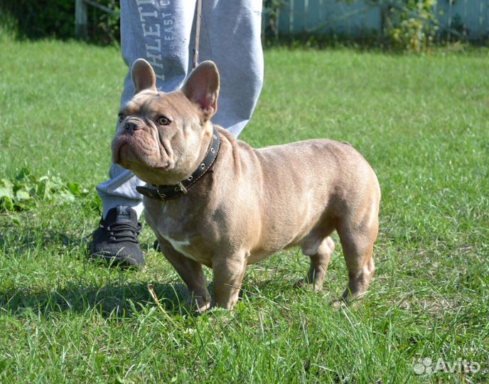 Французский бульдог вязка изабелла