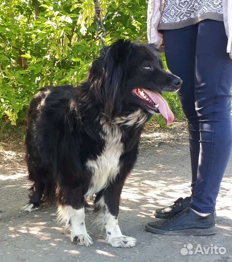 Дор собака в дар. Доставка