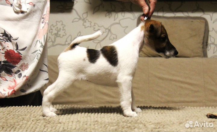 Фокстерьер щенки