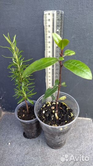 Лавр, Банан, Олива, Мирт, Антуриум Блэк Лав