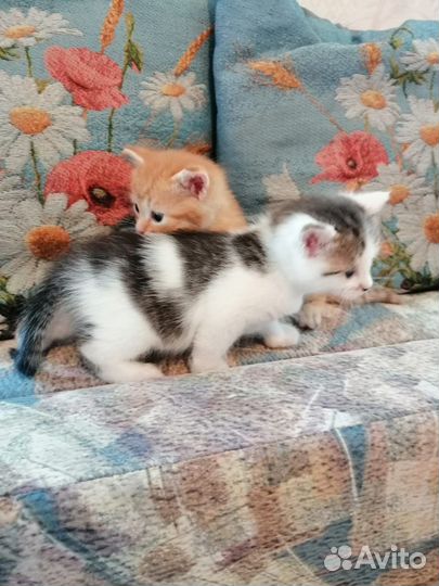 Котята в добрые руки