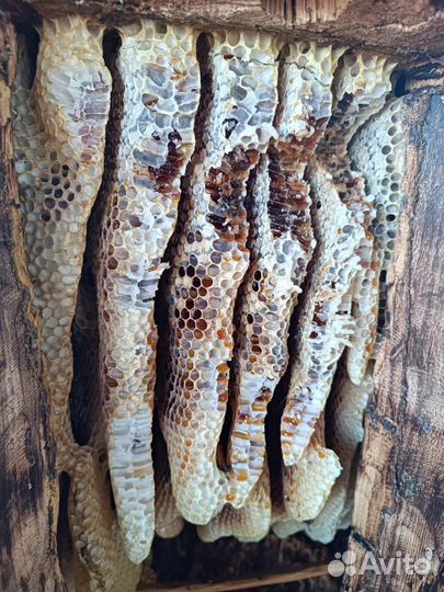 Алтайский дикий бортевой мед