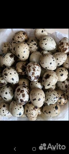 Яйца перепелиные инкубационное