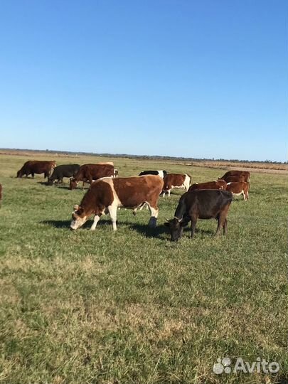 Корова дойная