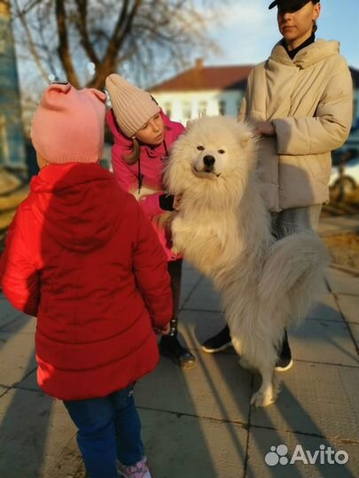 Катание, собаки на фотосессию, день рождения