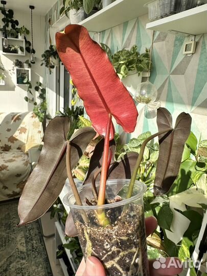 Филодендрон Билли минт/серо-голубой