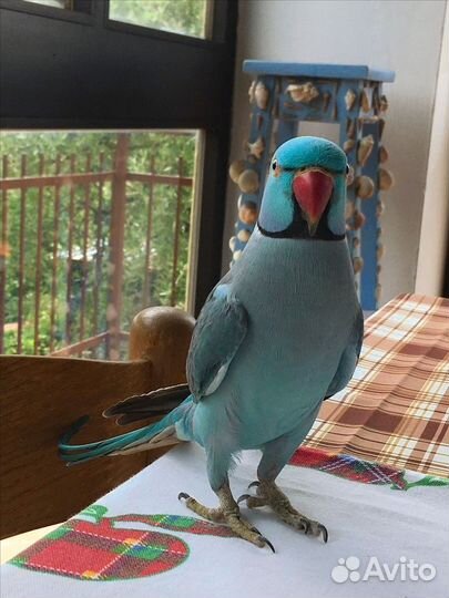 Ожереловый попугай