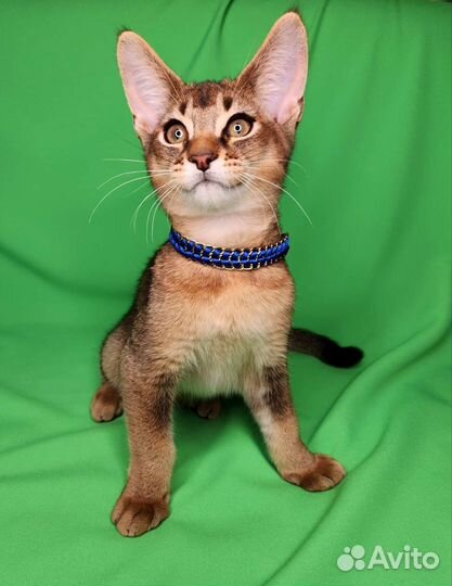 Каракет Ф4(саracat)