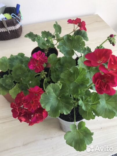 Гибискус китайская роза, герань