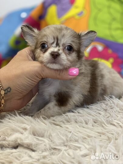 Мальчики и девочки