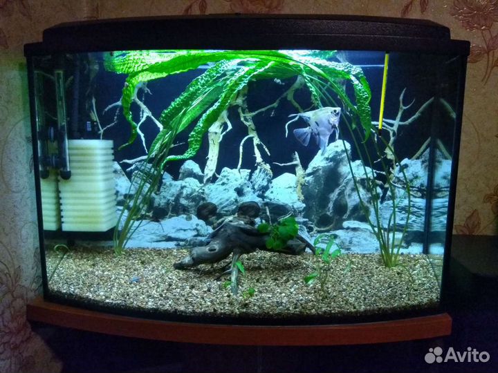 Криптокорина Апоногетонолистная(гиганская)