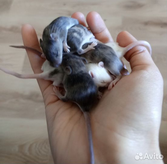 Декоративные мышки