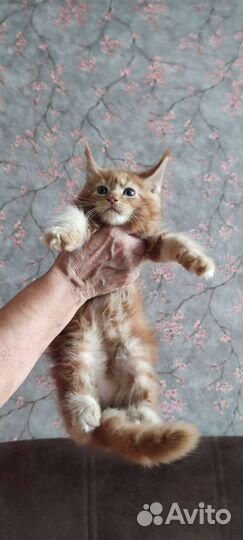 Мейн-кун котята в питомнике