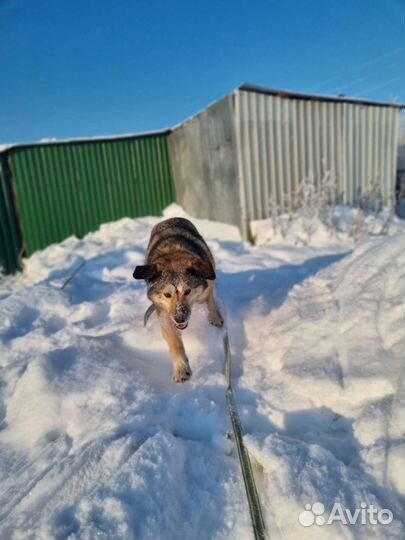 Собака Тайга в добрые руки