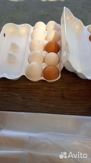 Домашние куриные яйца