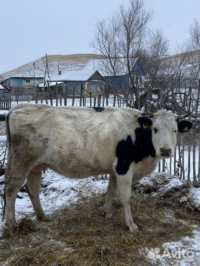 Корова на мясо
