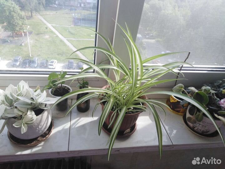 Хлорофитум бонни-природный антисептик