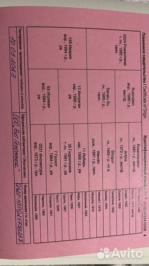 Кобыла РВП 167 в/х