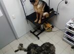 Стрижка собак и кошек в Южноуральске