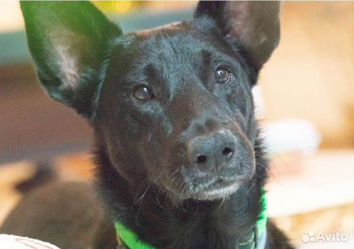 Пес в добрые руки