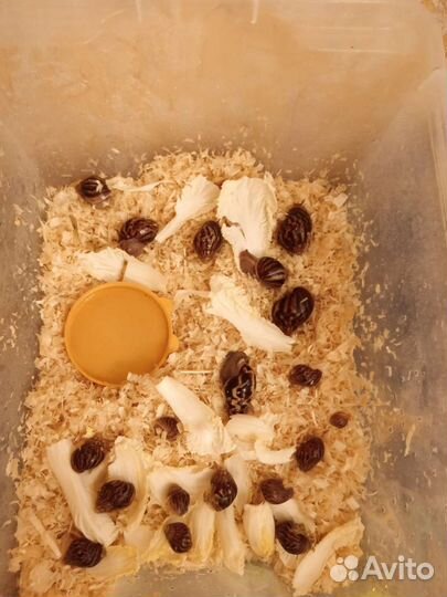 Улитки ахатины