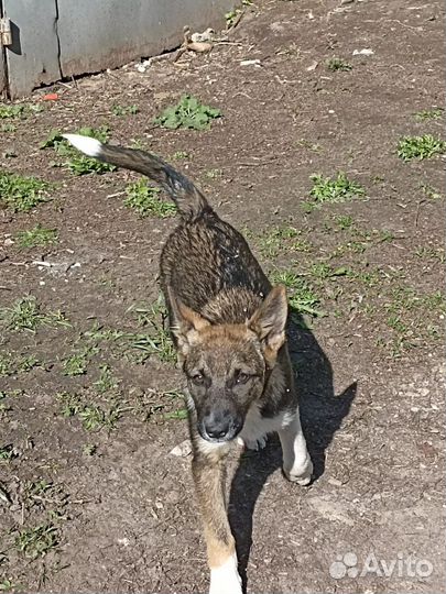 Щенок мальчик в добрые руки
