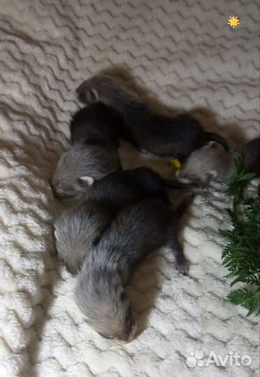 Хорек. Норка. Соболь. Ласка. Доставка