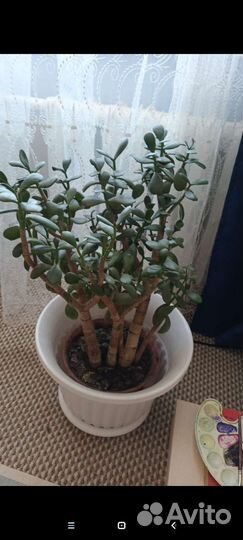 Продам цветы комнатные