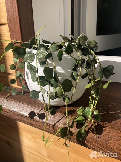 Хойи сортовые