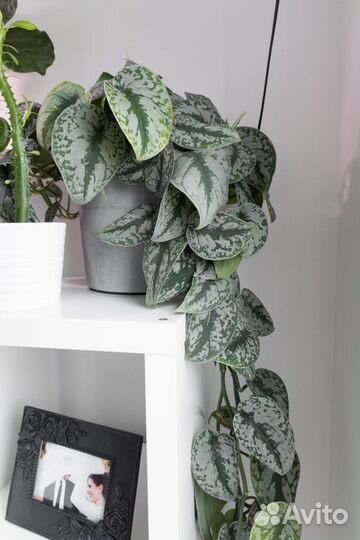 Сциндапсус треби