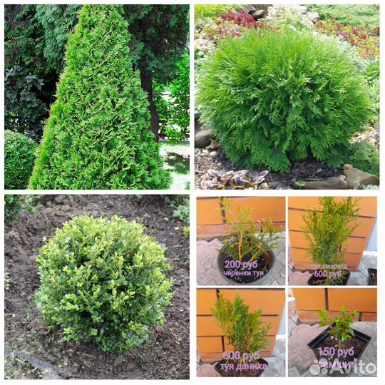 Туи,самшит