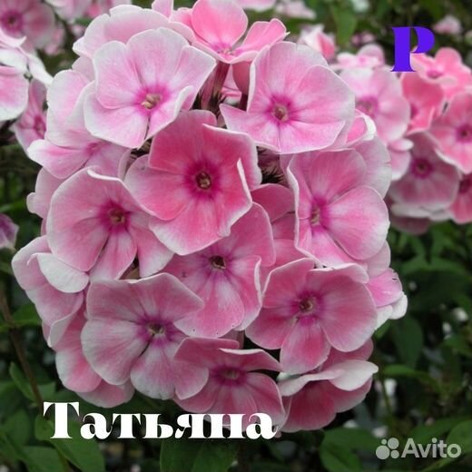 Илларион и другие яркие флоксы для вашего сада