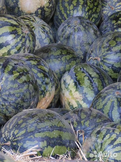 Арбуз холодок