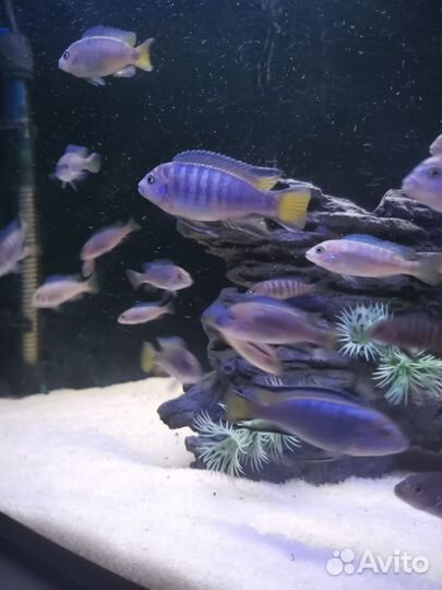 Малавийские цихлиды