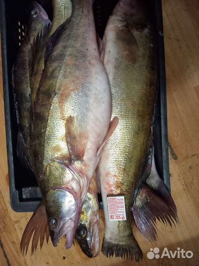 Рыба свежая с озера Ильмень