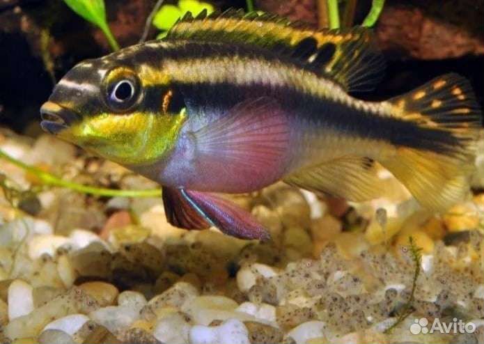 Аквариумные рыбки