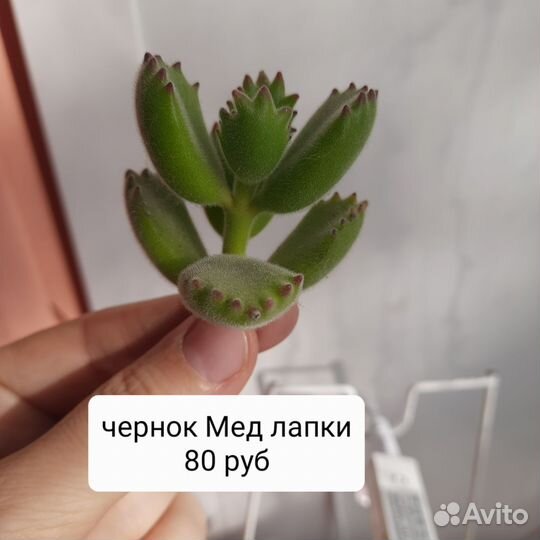 Каланхоэ суккуленты