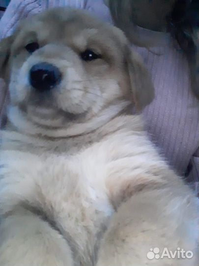 Отдам щенят в добрые руки