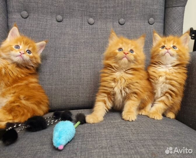 Котята мейн-кун рыжие