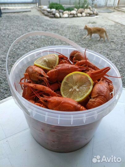 Доставка живые раки