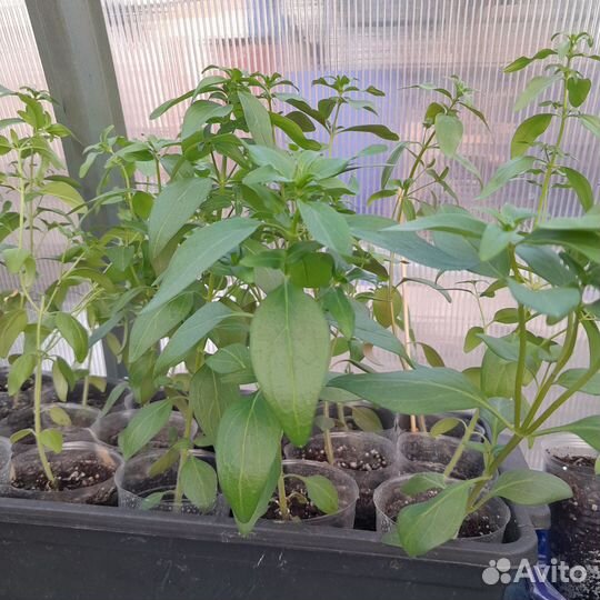 Растения цветы для сада