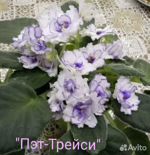 Фиалки сортовые, молодые розетки,стартеры, детки